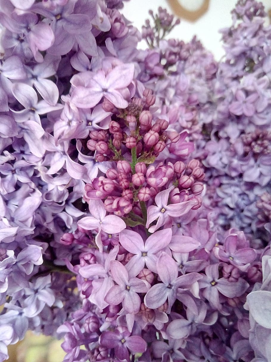 lilac, spring, nature, flower, purple, plant, pink Color, petal HD wallpaper