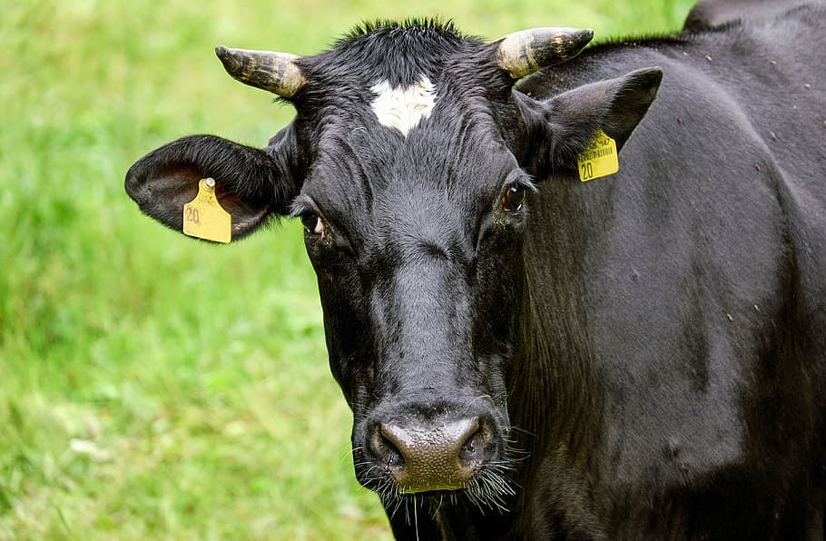 black cattle on green grass field, cow, beef, animal, simmental cattle, HD wallpaper