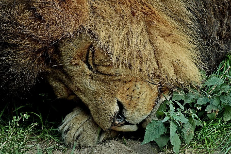 Sleeping, Lion, Lion, sleeping lion, calming, one animal, animals in the wild HD wallpaper