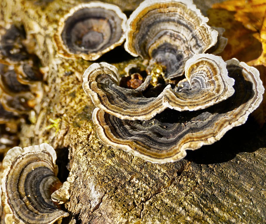 tree fungus, butterfly ovinus, colorful tramete, mushroom, parasite