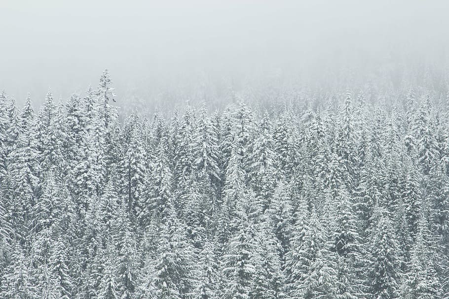 frozen plant, trees, forest, wood, coniferes, fir trees, nature HD wallpaper