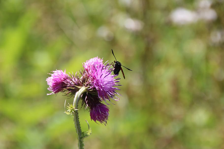 insect, flower, meadow, macro, wing, nature, plant, summer HD wallpaper