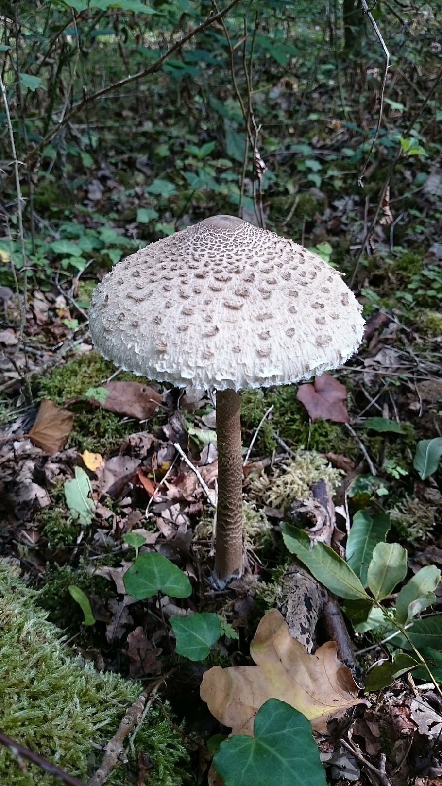 fungus, forest, fall, wood, nature, mushroom, growth, plant HD wallpaper