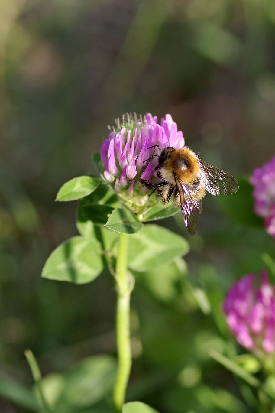 bumblebee, insect, pollinate, clover, red, blue, violet, flower HD wallpaper