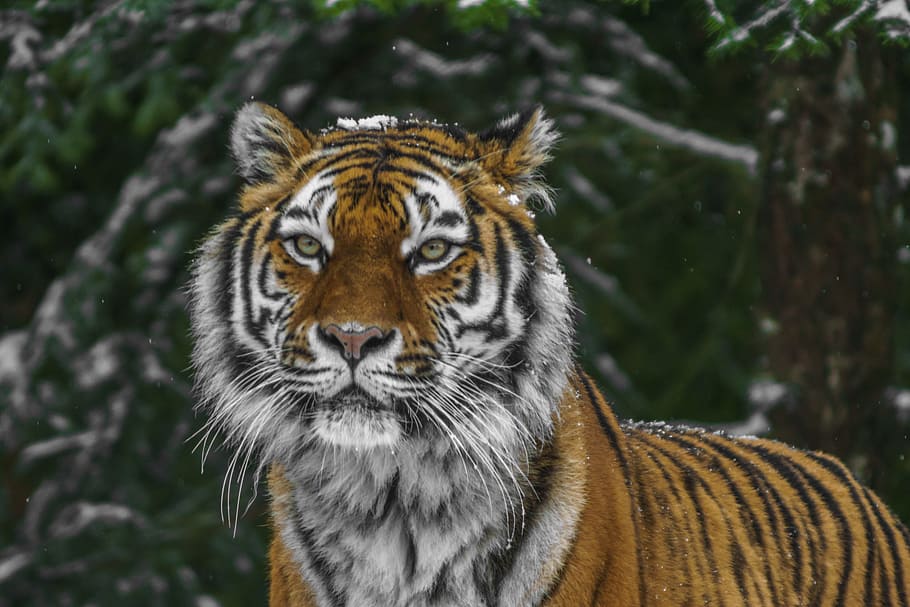 tilt lens photography of tiger during daytime, animal, wild HD wallpaper