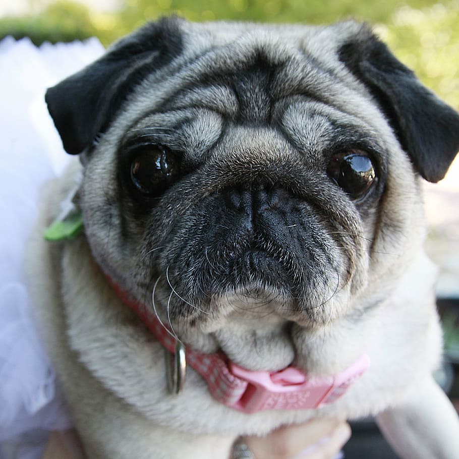 pug, face, dog, cute, pet, breed, canine, purebred, adorable HD wallpaper