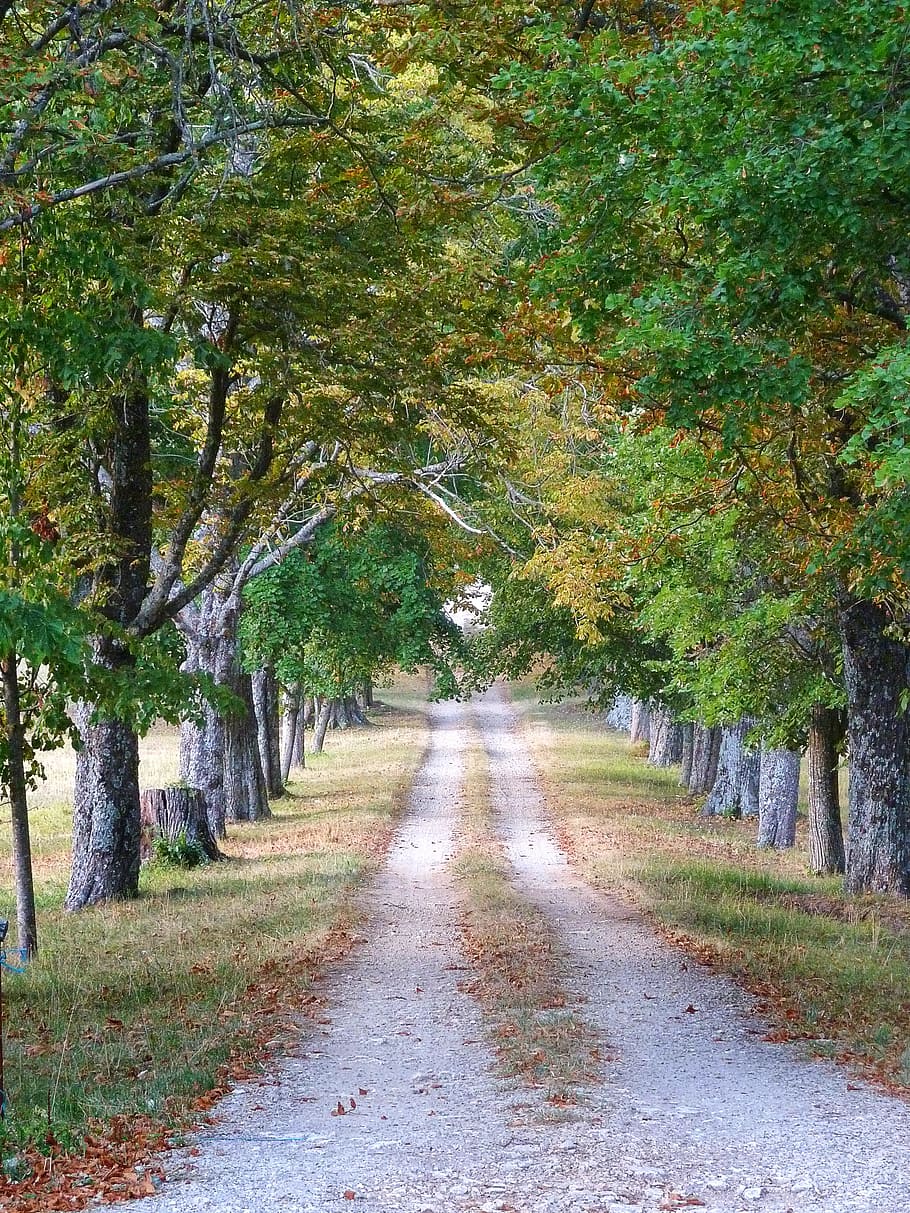 Avenue, Road, Mood, Nature, Autumn, park, trees, diminishing perspective HD wallpaper