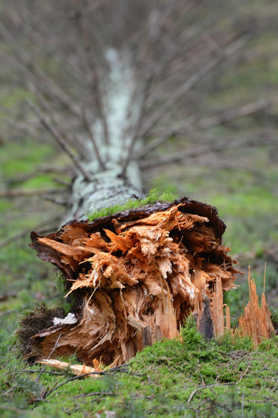 Tree, Nature, Wood, forest, no people, woodland, day, tree trunk HD wallpaper