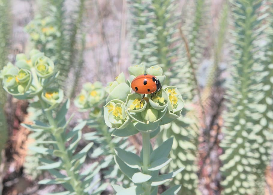 Ladybug, Nature, Flowers, one animal, animal themes, insect HD wallpaper
