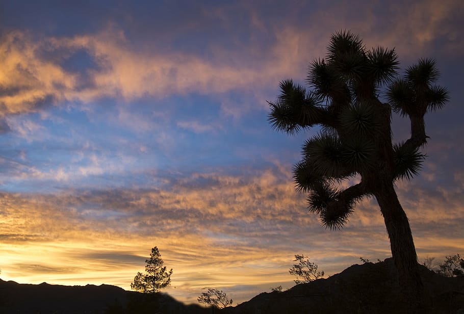 sunset, landscape, mountains, joshua tree, silhouettes, desert HD wallpaper