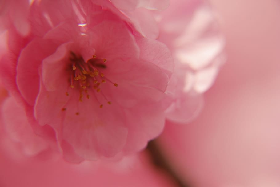 Spring, Flower, Pink, petal, fragility, close-up, flower head HD wallpaper