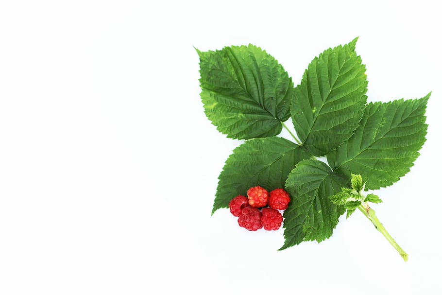 Raspberry, Letter, green color, leaf, cut out, red, white color HD wallpaper