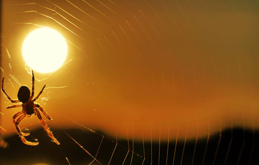 spider, sun, sunset, cobweb, insect, cobwebs, animals, nature HD wallpaper