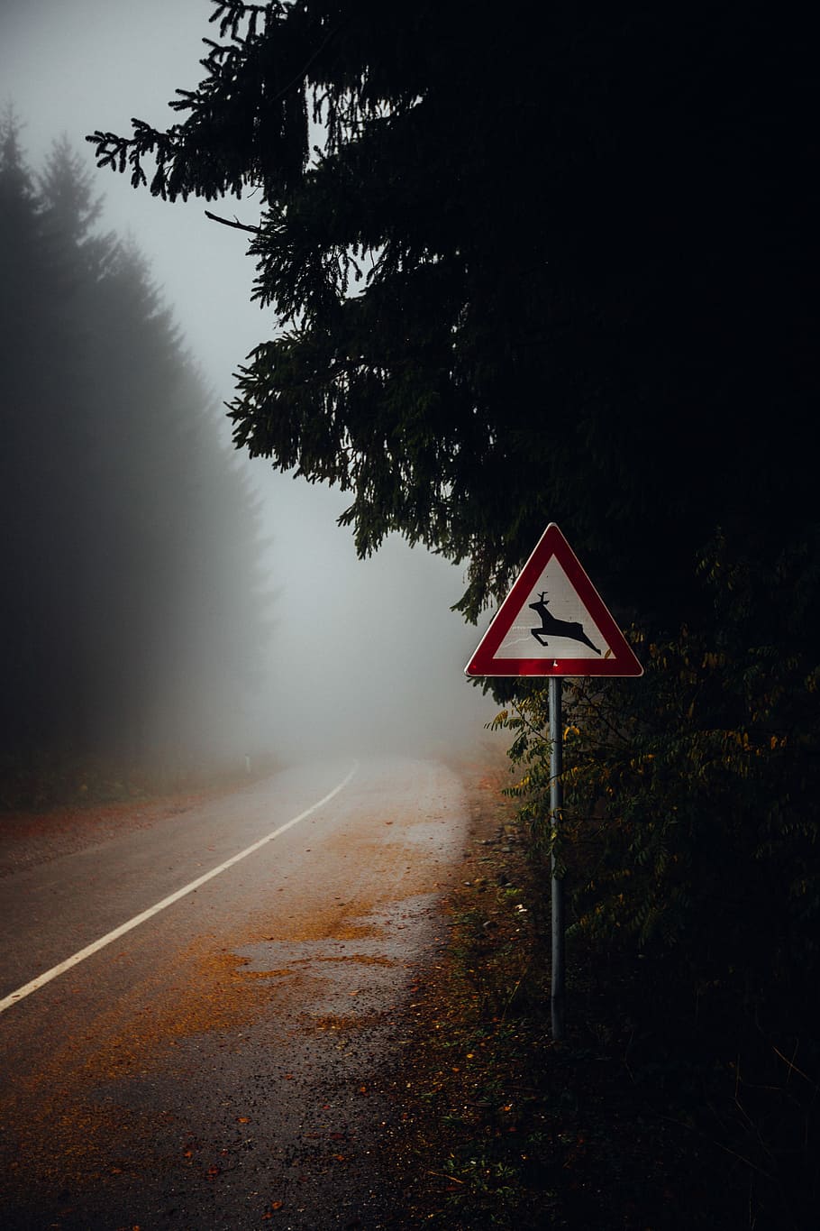 road sign on side of asphalt road, gray asphalt covered with fog HD wallpaper