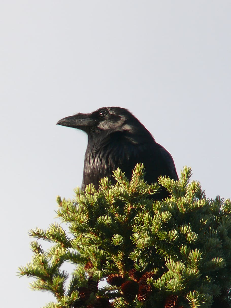raven, bird, crow, black, wild, feather, wildlife, beak, one animal HD wallpaper