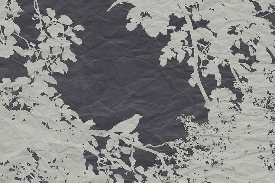 black and white bird silhouette graphic textile, veiling, effect HD wallpaper