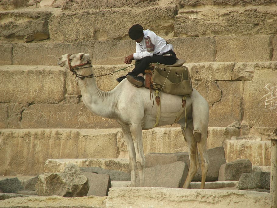camel, sleep, guard, pyramid, egypt, architecture, domestic animals HD wallpaper