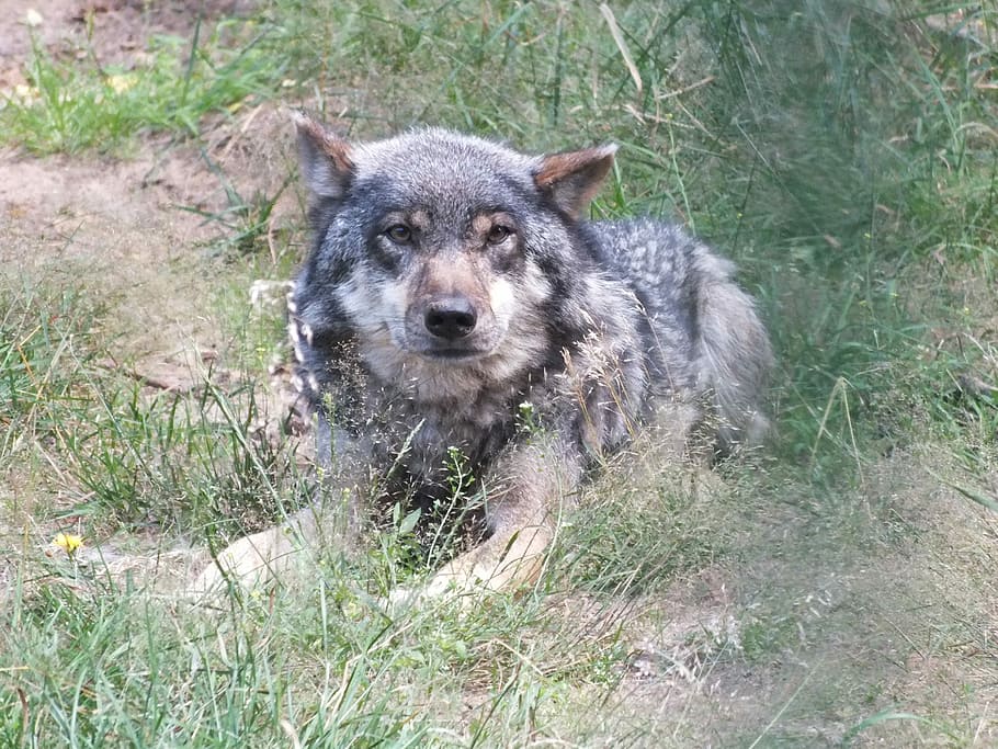 Wolves, Animals, Nature, one animal, animal wildlife, animals in the wild HD wallpaper