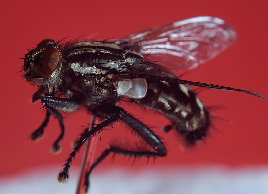 bluebottle, goldfliege, compound, fly, macro, close up, insect HD wallpaper