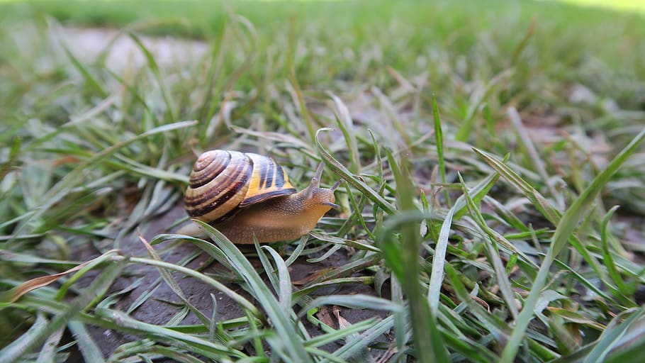 spring, worm, nature, grass, plant, mollusk, animal wildlife HD wallpaper