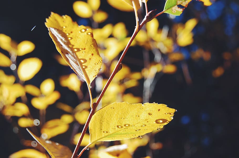 autumn, leaves, fall, leaf, nature, autumn leaves, tree, october HD wallpaper
