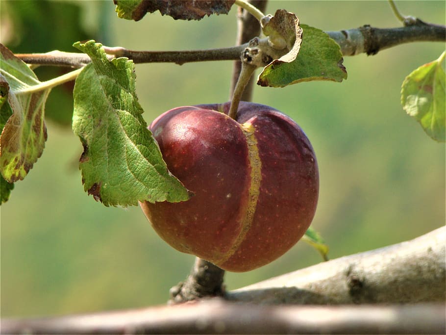 fruit, nature, garden, fresh, healthy, red, fruit garden, close-up HD wallpaper