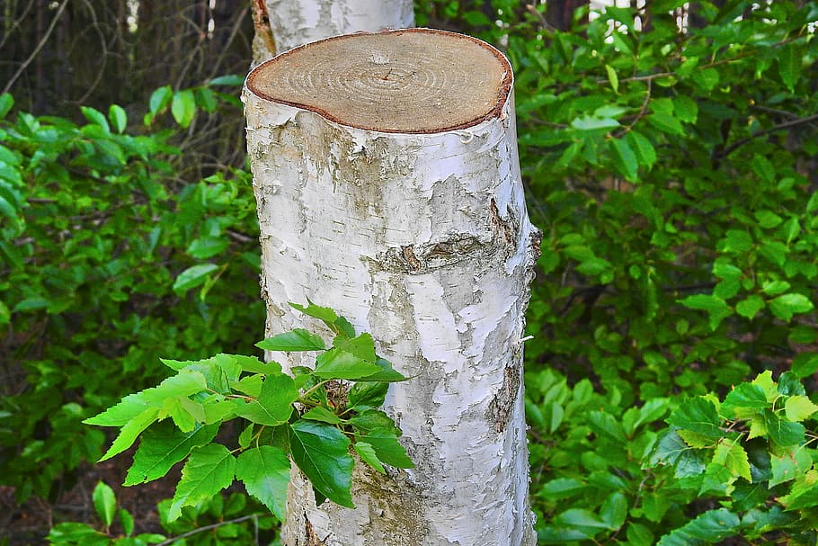 trimmed birch, tree, foliage, forest, plant, growth, green color HD wallpaper