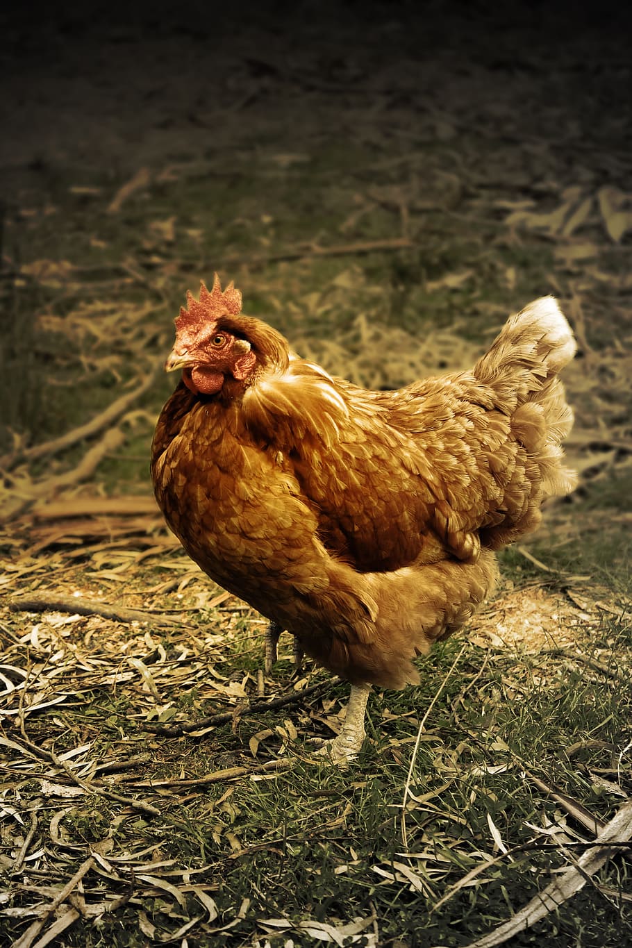 brown chicken standing on green grass during daytime, closeup HD wallpaper