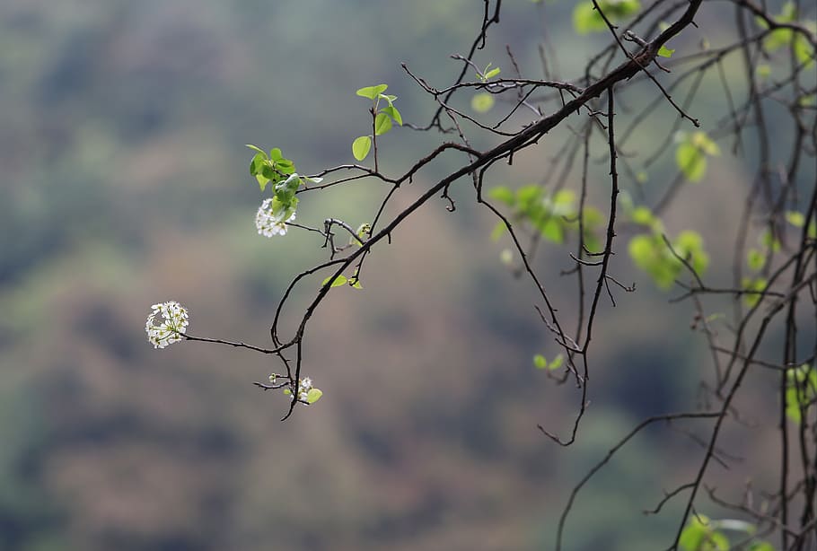 the scenery, tree, flower, plant, focus on foreground, beauty in nature HD wallpaper