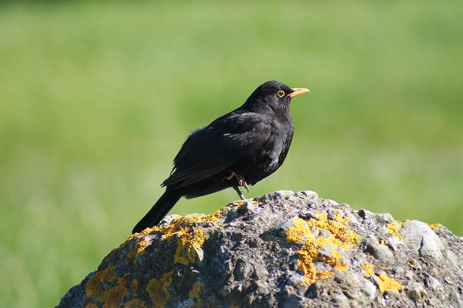 blackbird, rock, common, male, animals in the wild, one animal, HD wallpaper