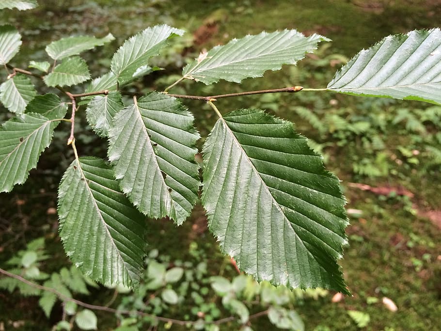 Leaf, Leaves, Beech, Nature, Plant, green, sun, deciduous tree HD wallpaper