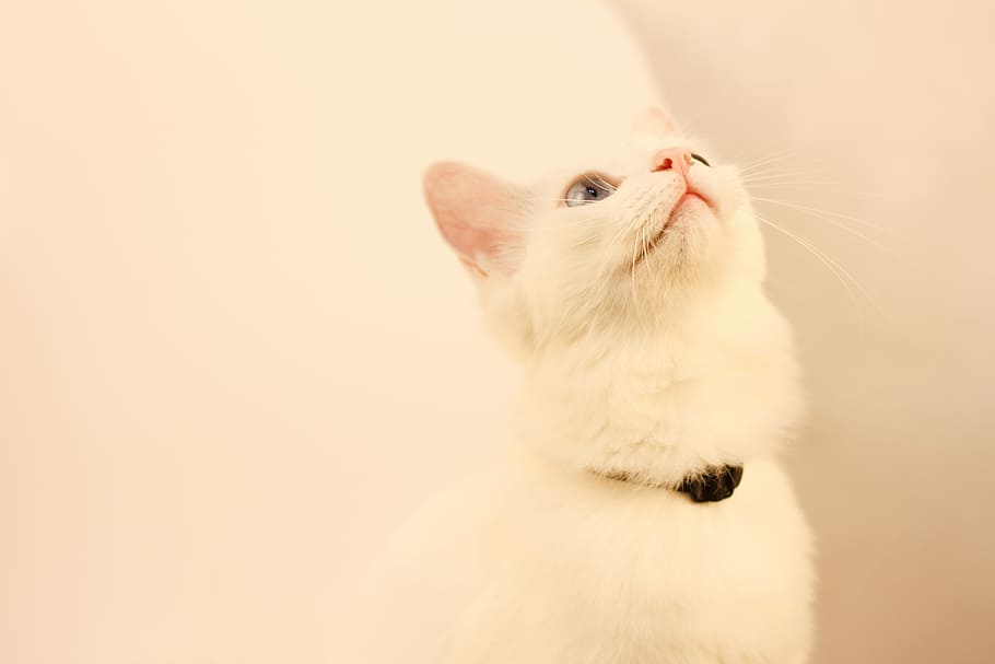 Cat, Animal, Solid, Warm, Colors, Pets, warm colors, cytochemistry indexes HD wallpaper