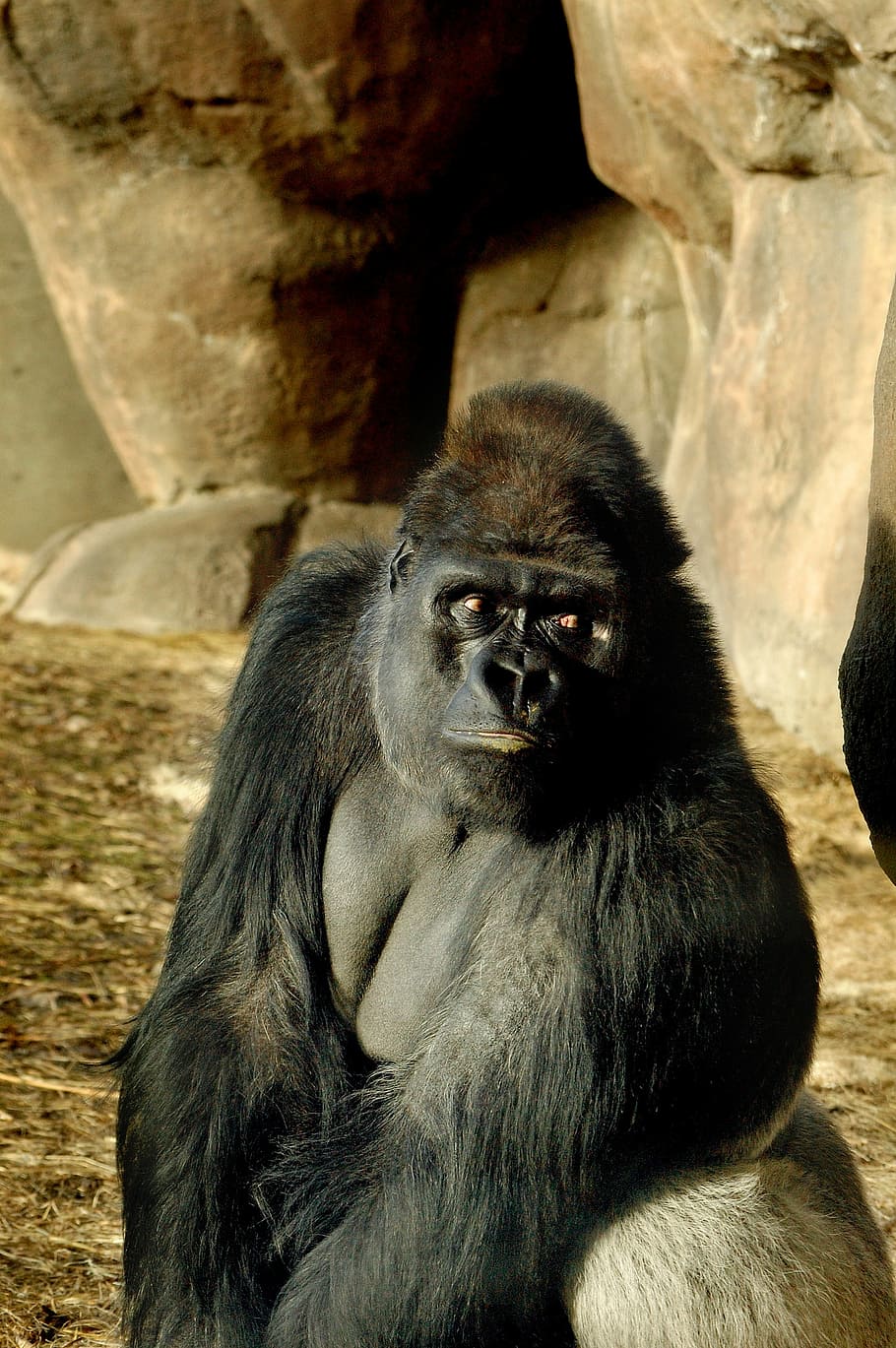 Zoo, Gorilla, Ape, one animal, animal wildlife, animals in the wild HD wallpaper