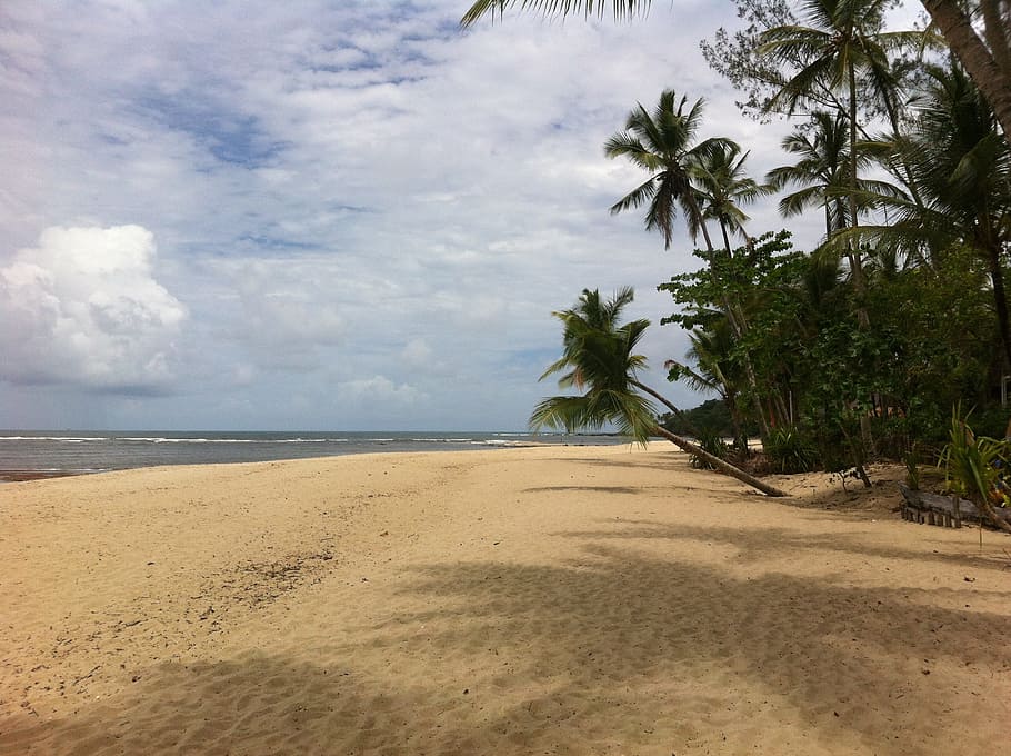 Brazilwood, Beach, Desert, Palm, boipeba, holiday, chill, nature HD wallpaper