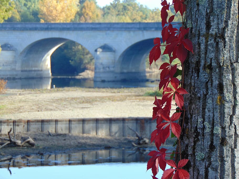 bridge, red, water, landscape, nature, tree, arches, plant HD wallpaper