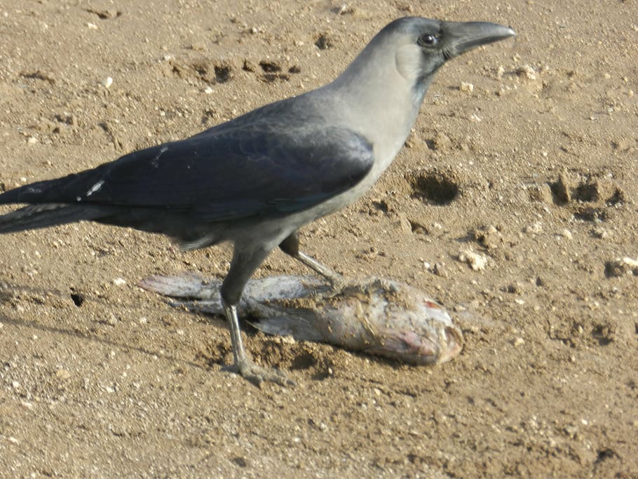 crow, indian crow, predator, bird, fly, wings, feather, wildlife HD wallpaper