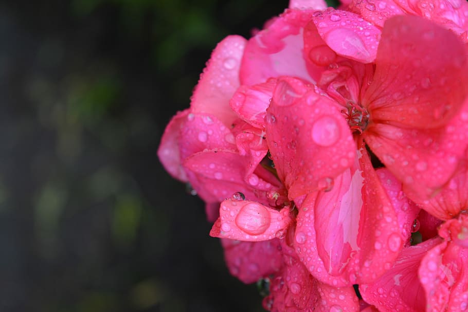 Flower, Drizzle, Drops, rosa, pink color, petal, growth, nature HD wallpaper