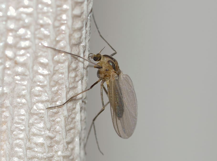 nature, insects, mosquito, invertebrate, animal, one animal HD wallpaper