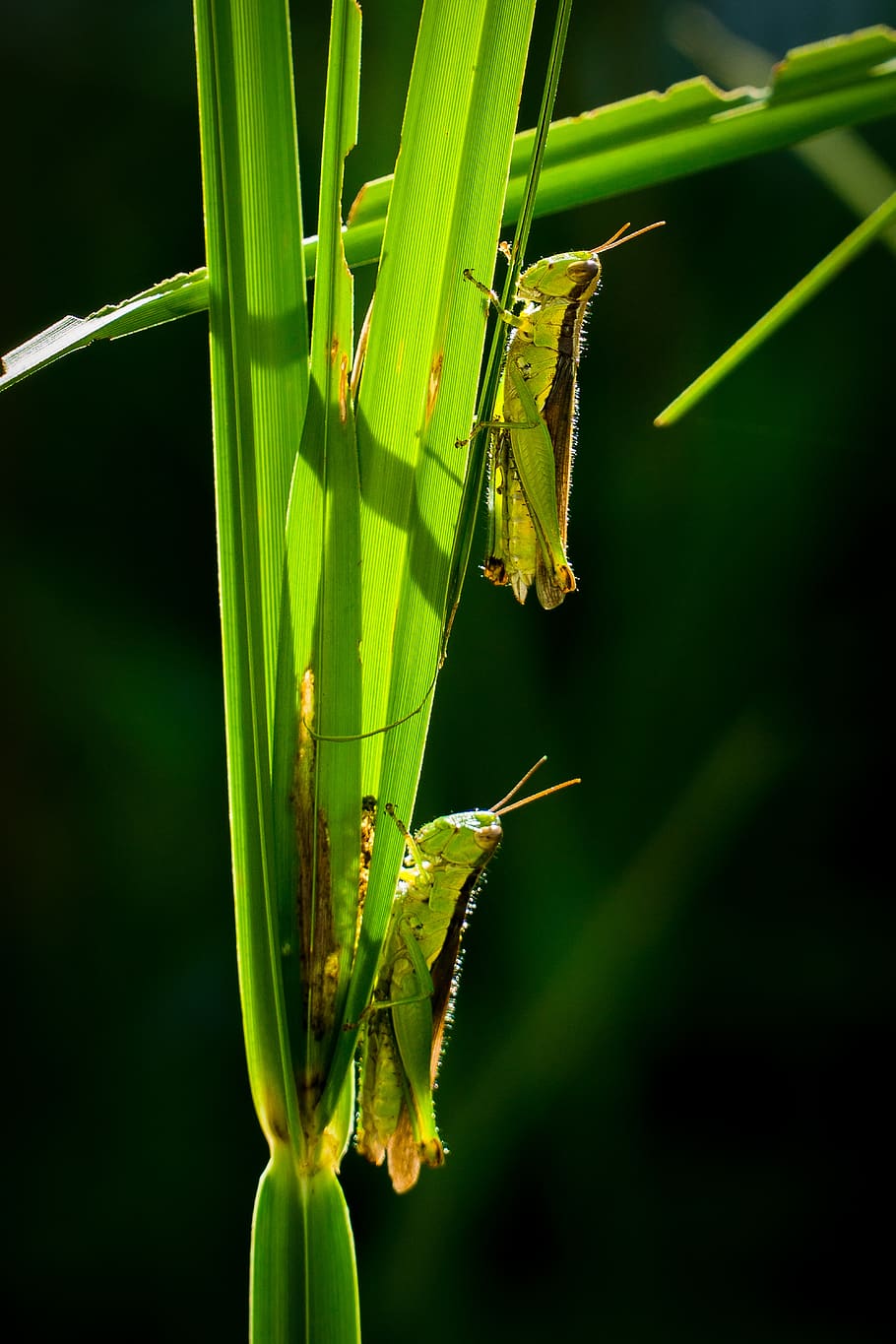 insect, nature, leaf, grasshopper, wildlife, closeup, garden HD wallpaper