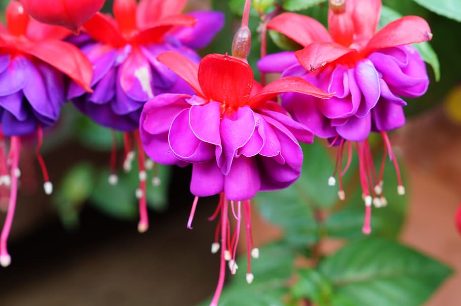 fuchsia, flower, pink, stamen, nature, bloom, plant, garden, HD wallpaper