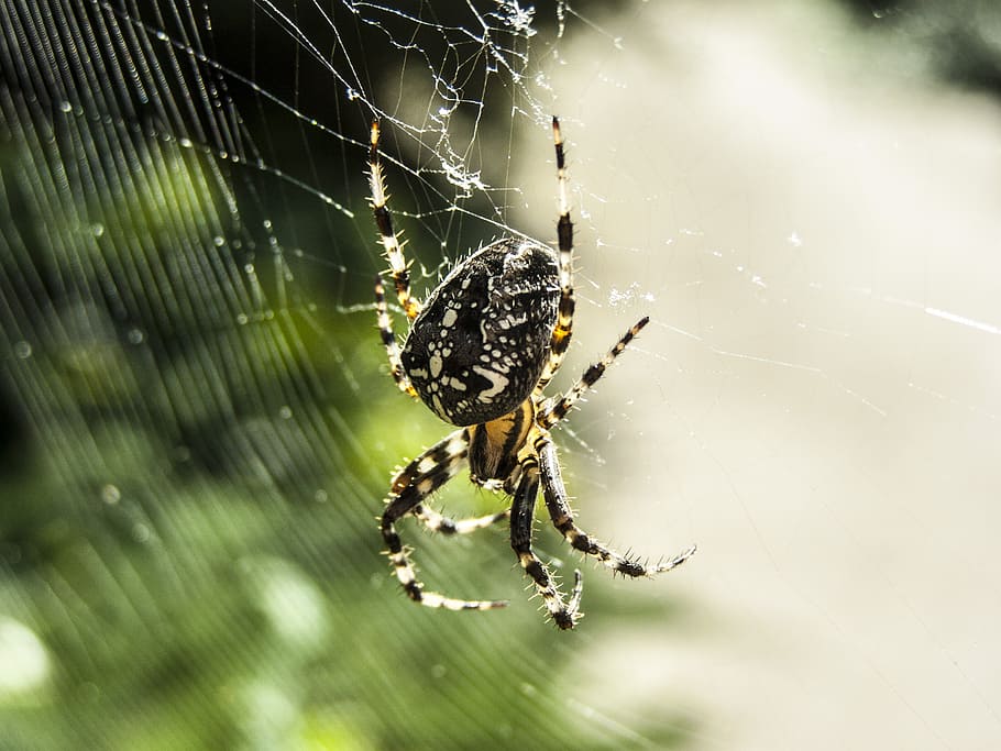 spider, web, beetle, morning light, spider web, animal themes HD wallpaper