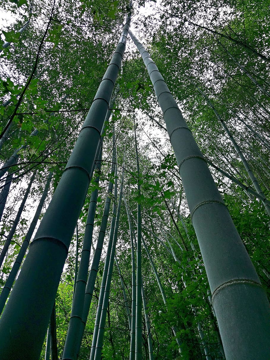 Natural, Bamboo, Fresh, forest, bamboo - plant, bamboo grove HD wallpaper