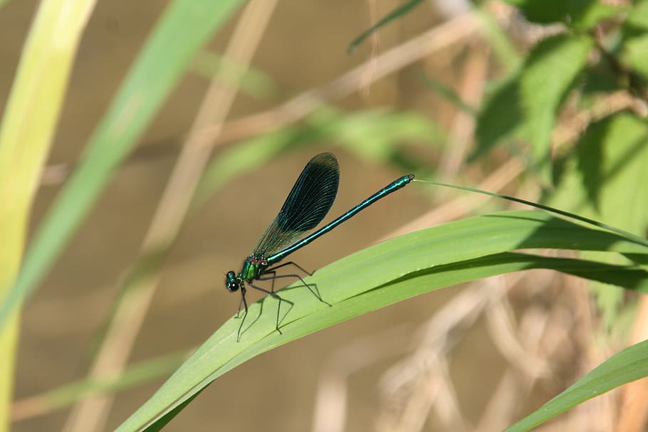 dragonfly, wings, insect, nature, water, animal themes, animal wildlife HD wallpaper