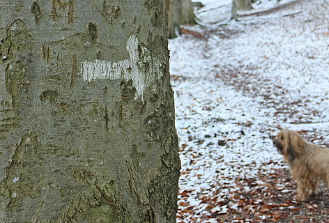 tree, log, tribe, bark, arrow, note, information, direction HD wallpaper