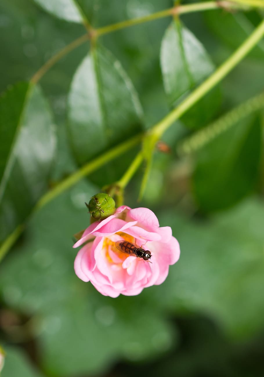 Hoverfly, Insect, Blossom, Bloom, rose, pink, pink flower, garden HD wallpaper