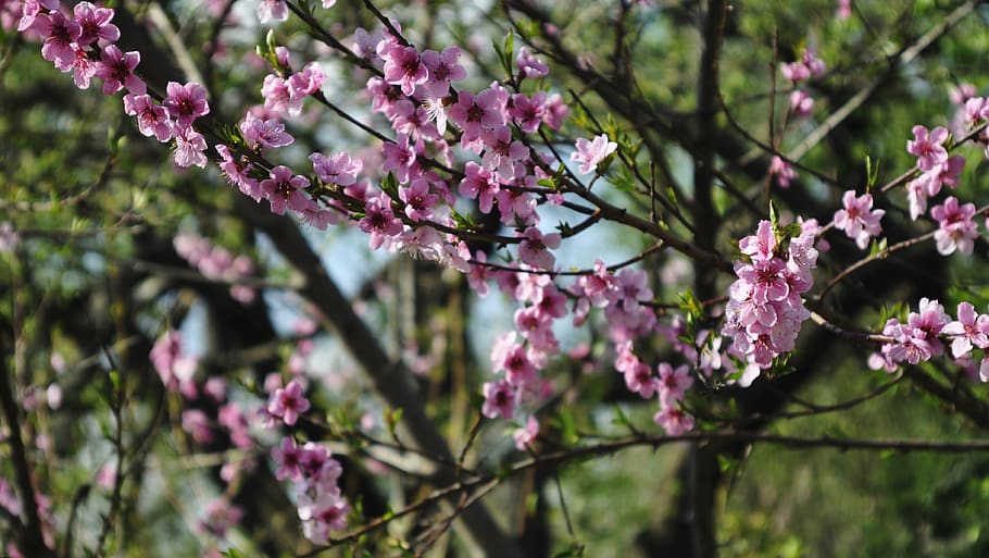 Crabapple tree 1080P, 2K, 4K, 5K HD wallpapers free download