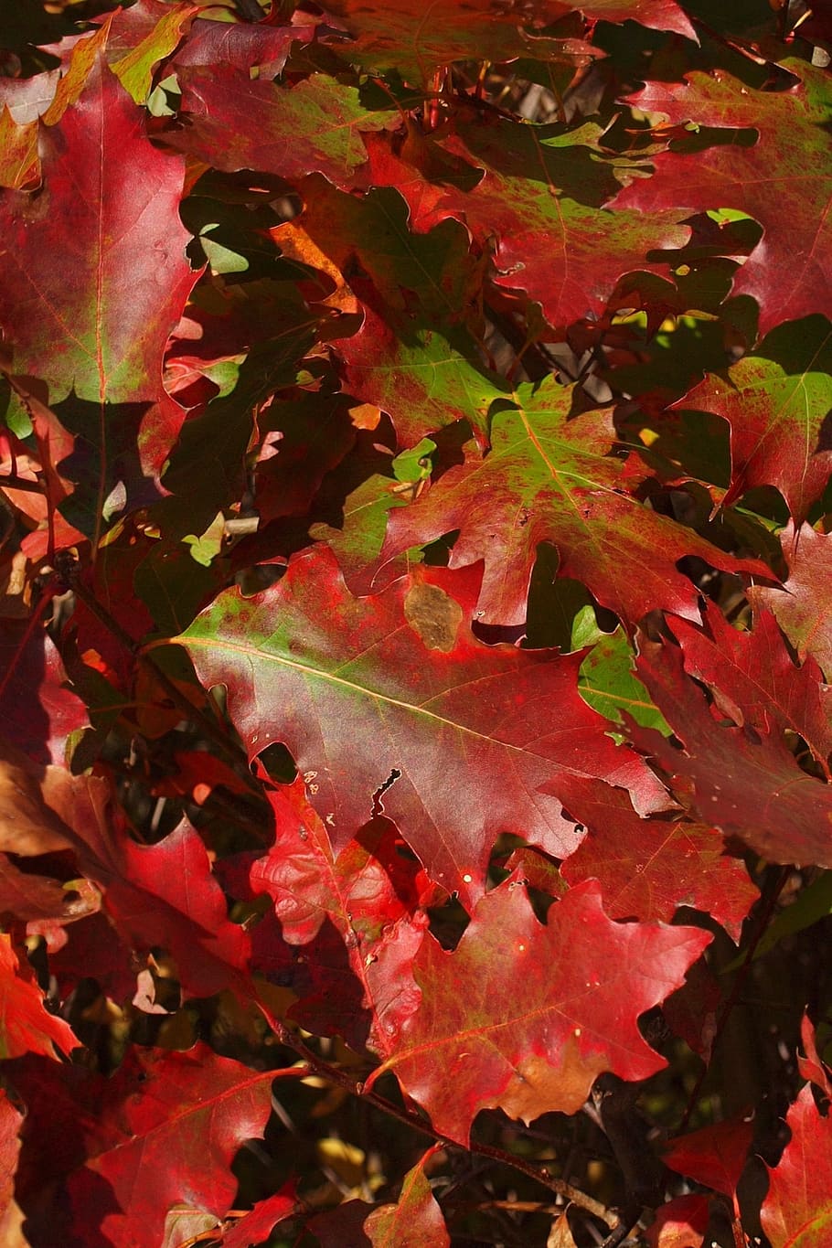 autumn, fall, red, green, oak, leaf, leaves, nature, tree, woods HD wallpaper
