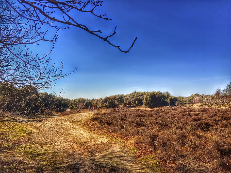 drenthe, mantingerveld, heide, plant, sky, landscape, tree HD wallpaper
