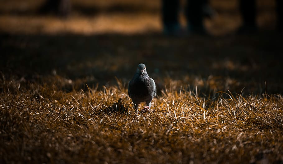 pigeon on dried grass, gray pigeon walking on brown grass ground HD wallpaper