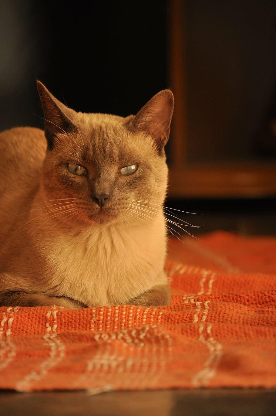 cat, home, soft, kitten, domestic, warm, cute, domestic cat HD wallpaper
